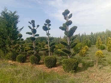 пластмассовый бак для воды купить: Her növ ağaclar ve dekarativ ağaclar çox ucuz ve qarantili gubresiz — 23