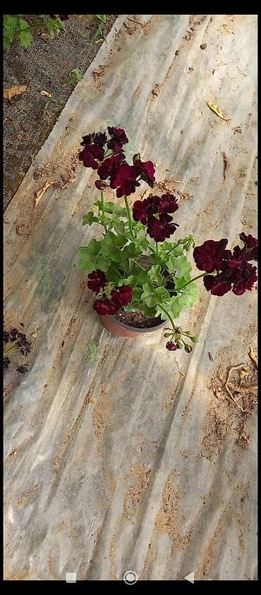 qirmizi kala gulu: Məhsul: Sardunya (Pelargonium) saksı gülləri Təsvir: - İsti, canlı — 3