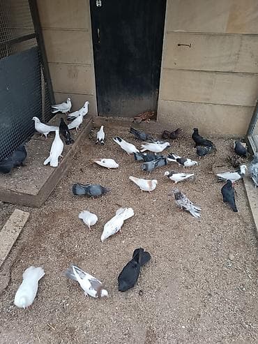 goyercin uzuyu: Seçmədə satılır kütdə — 5