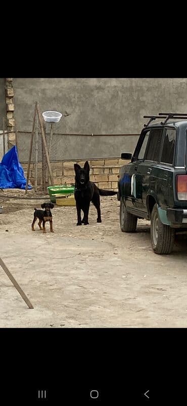 afcarka itlerin satisi: Alman çoban iti, 9 ay, Erkek, Peyvəndli, Ünvandan götürmə — 2