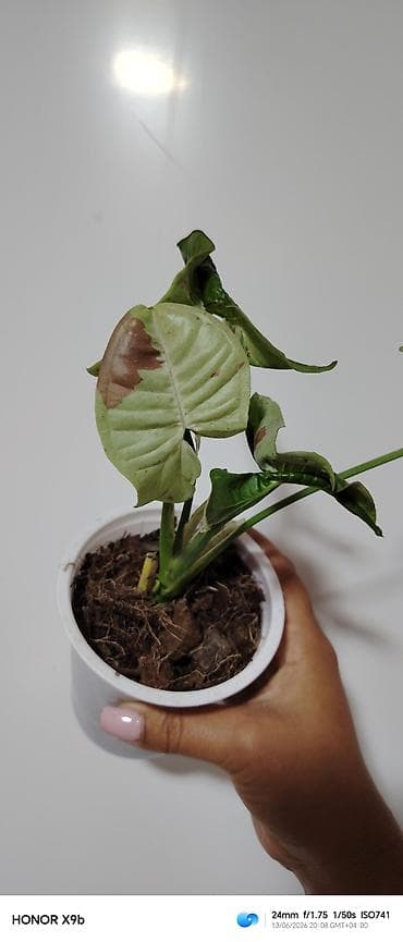 Otaq bitkiləri: Otaq bitkiləri – Syngonium kolleksiyası (3 müxtəlif növ) - Syngonium — 3