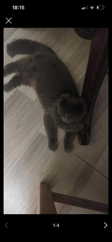 Şotland yastı qulaq, Erkək lalafo.az -da Şotland yastı qulaq, Erkək