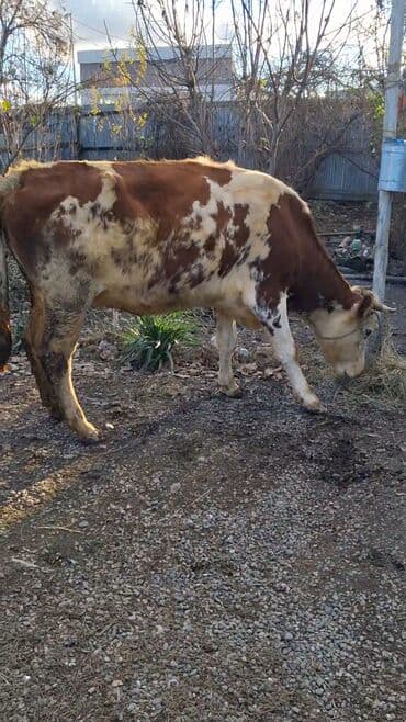 Dişi, Simental, il: 9, Südlük, Ünvandan götürmə