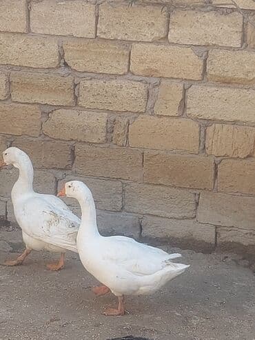 хаски цена в баку: Курица, Для мяса, Самовывоз — 20