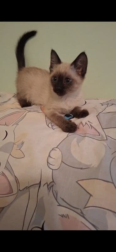 yuxuda ördək balası görmək: Şotland yastı qulaq — 4