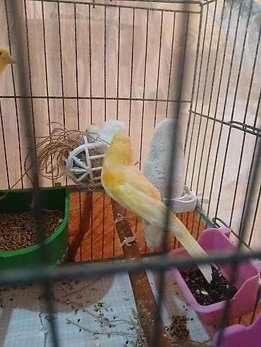 Tutuquşları: Bir erkek bulbul satilir 50 azn oxuyur saglamligina cavabdehem — 2