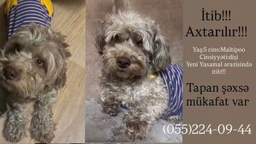 pudel it cinsi: Pudel — 2