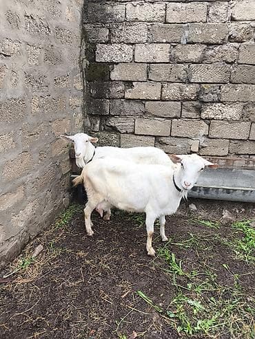 keçi çəpiş: Təmiz orginal Sani keçilər 2 ana 3 bala südlü keçilərdi real alıcılar — 10