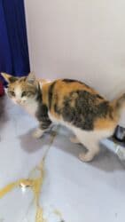 pişik qəfəsi: Dişi, Yaxşı əllərə — 2