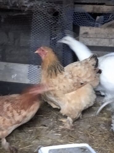 karella quslari: Toyuq, Brama, Damazlıq, Ödənişli çatdırılma — 10