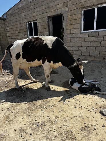Satılır qara-ağ rəngli inək və yanında yeni doğulmuş buzov. Şəkillərdə