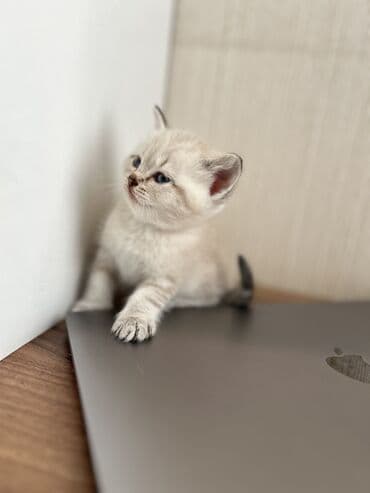 heyvanlar cütləşməsi: Şinşilla — 6