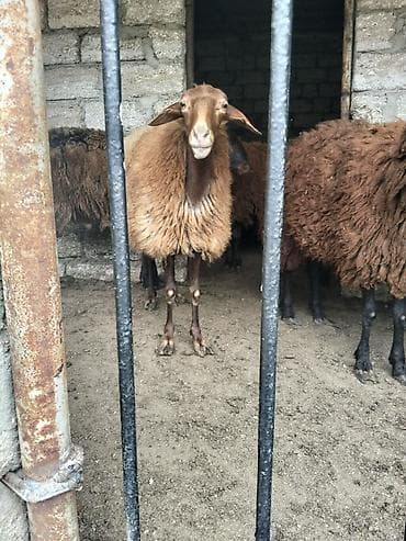 Qoyun (yerli cins, quyruqlu) - Rəngi: açıq-qəhvəyi yun, tünd-qəhvəyi