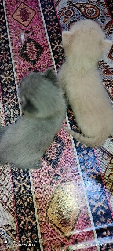 Pişiklər: Dişi, Yaxşı əllərə — 5