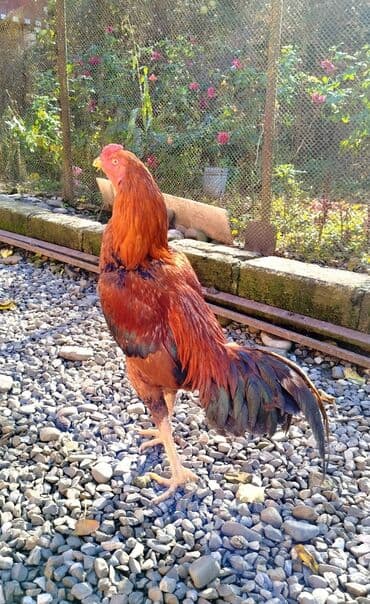 Salam Heyratı beçə 80 Heyratı sarıfete Fotoşəkillər Samsung Galaxy A7 — 9