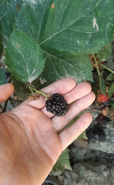 Tikansız xarici böyürtgən tinqləri satılır. Xarici sortdur iri — 10