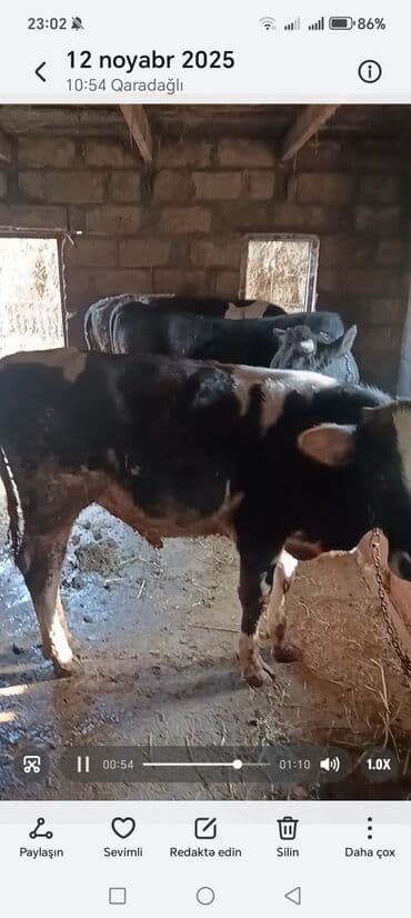 cins ineklerin satisi: Məhsul: Yetişdirilmiş dana/buzaq Təsvir: - Qara-ağ rəngdə, yerli — 2