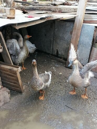 Gəmiricilər: Qazlar satilir. Biri 50 azn. 4 ededi. Real alici olsa cuzi endirim — 1