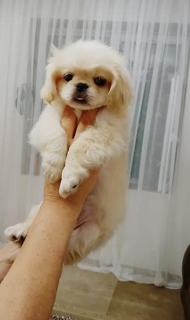 heyvan mal: Pekines, 2 ay, Dişi — 4