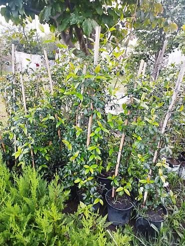 Məhsul: Dırmaşan yasəmən (jasmine) fidanları – qara plastik