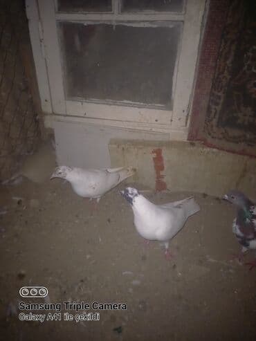 bülbül quşu satışı: Məhsul: Ev göyərçinləri Təsvir: - Şəkillərdə bir neçə cins və rəngdə — 2