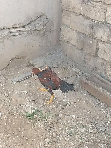 kend toyugu: Toyuq, Damazlıq — 3