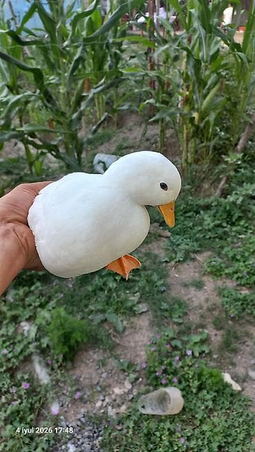 zoo mağaza sumqayıt: Kalduk ördək cavan damazlıq cutu 80m Bart er yoxdu çatdırmaq olar — 2