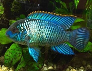 купить кур: Цихлид, Мирные — 1