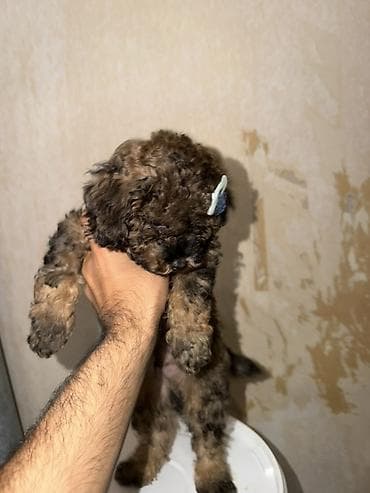 dovsan satisi: Pudel, 2 ay, Erkək, Peyvəndli, Pulsuz çatdırılma — 5