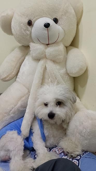 Digər heyvanlar: Malta bolonka, 2 il, Erkek, Peyvəndli, Ünvandan götürmə — 2