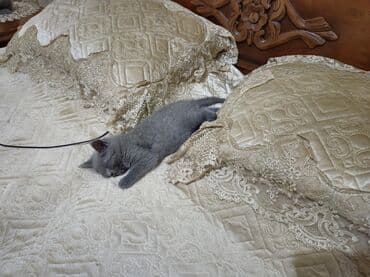 pişik sahiblendirme: 🐾 Britan Blue balaları satışdadır! Ev şəraitində böyüdülmüş, çox sakit — 6