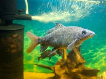 oskar balığı: Labeo balığı, Sülhsevər, Ünvandan götürmə — 2