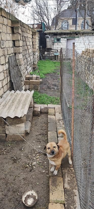 Quşlar: 2 il, Erkek — 4