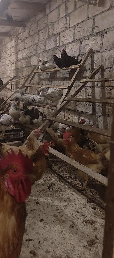 afcarka alman: Orjinal ətlik və ildə 300+ yumurta verən lohmanbrovn alman toyuq cinsi — 2