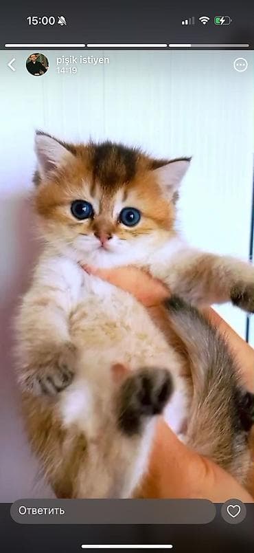 lalafo pisikler: Britan, Dişi, Yaxşı əllərə, Ünvandan götürmə — 8