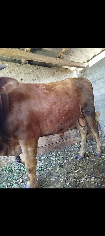 toyuq ucuz qiymete: 1 yaş 3 aylıq Erkek dana satılır süpper kökdü tam kesimlikdi — 3