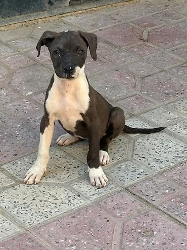 İtlər: Pitbul, 3 ay, Dişi, Peyvəndli, Ünvandan götürmə — 2
