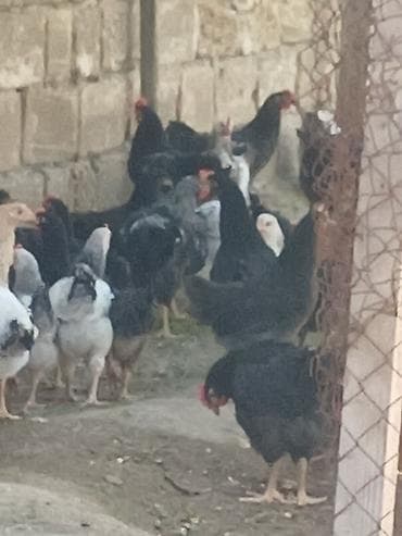 kend colpalari: Toyuq, Damazlıq, Ünvandan götürmə — 5