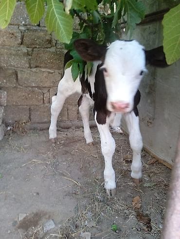 ala inek: Holşteyn cinsi inək satılır. Erkək simmental cinsi balası yanındadır — 2