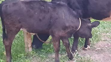dişi qaz: Iki baş ivanovka sortu inəy satılır birinci qarına doğub o biri üçüncü — 6