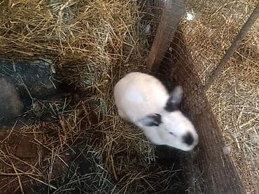 cücə yemi: Ev dovşanları – təsərrüfat və ya ev heyvanı üçün - Növ: ev dovşanları — 4