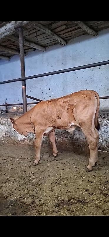 Mal-qara: Simmental cinsinə yaxın, açıq qəhvəyi rəngli, ağ üzlü dana. - — 5