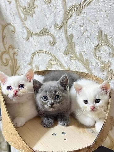 siam pişiyi: Britan — 6