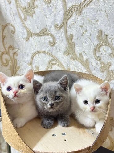 şotlan pişik: Şotland yastı qulaq, Erkək, Dişi, Yaxşı əllərə, Ünvandan götürmə, Pulsuz çatdırılma, Ödənişli çatdırılma — 26