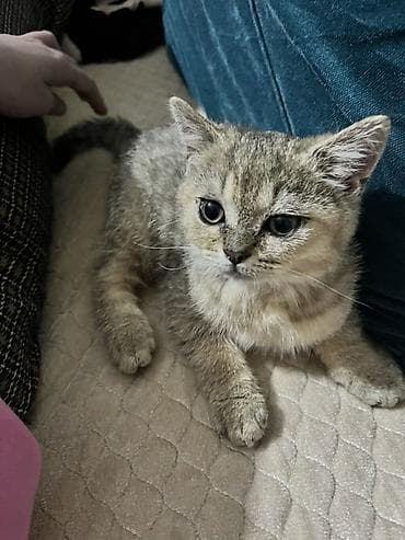 Gəmiricilər: Erkək, Yaxşı əllərə — 2