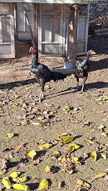 bulbul quşu haqqında məlumat: Heyratı cücələri aperin 14-yumurtadan çıxıblar 1-aylıqdılar göz — 4
