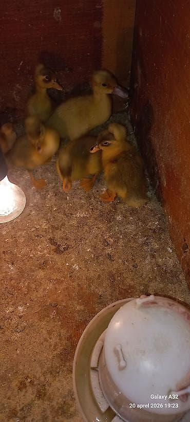 ag xoruz: Məhsul: Toqquzqulaq (crested) ördək balaları və damazlıq sürünün nəsli — 4