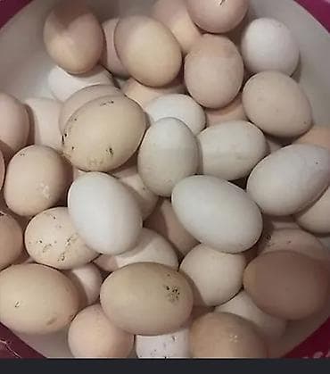 uxeylul toyuqlari: Brahma cinsi toyuqlar və yumurtaları - Cins: Brahma (ağ-qara “light” — 2