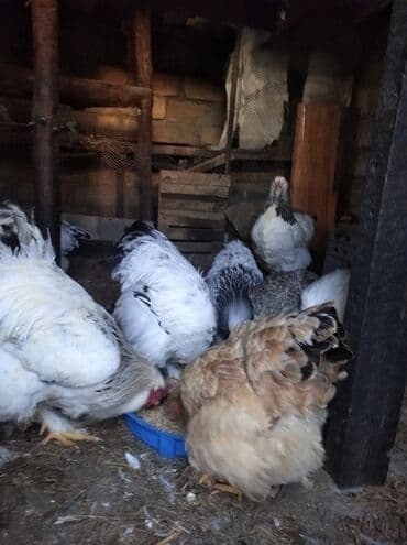 xarkov toyuq: Toyuq, Brama, Damazlıq, Ödənişli çatdırılma — 9