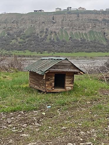 meymun satişi: Salam it yuvasi satilir birinci şekildeki kimi de sata bileriy yani el — 3